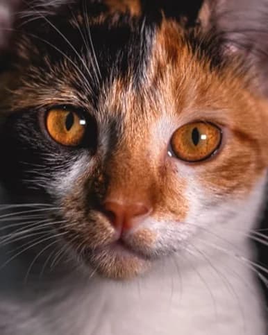 Ana Clara Martimiano de Souza
